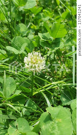White clover flower growing in green grass meadow. Wild field plant with trifoliate leaves and small white blossoms. Natural lawn background with fresh summer vegetation. 137041241