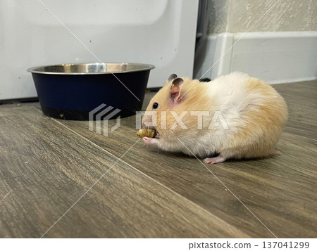 a small hamster eating food near a bowl a small hamster eating food near a bowl 137041299