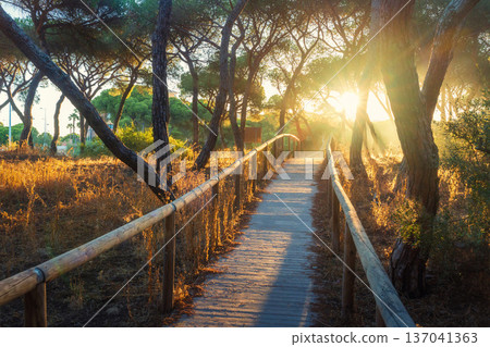 Wooden eco-way (boardwalk) through Spanish forest on a summer evening. The low sun illuminates the path with warm, golden light. Scenery nature landscape with bright sun in the evening 137041363
