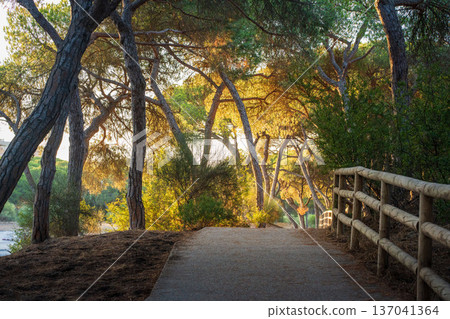 Serene summer evening in a Spanish forest. The low-angle sun casts long, dramatic shadows and warm, golden light across a peaceful dirt path, inviting quiet stroll beneath the canopy of trees. 137041364
