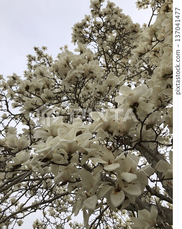 *** Magnolia ***〜··Shiraki lotus·〜 *** Magnolia ***〜··Shiraki lotus·〜 137041477