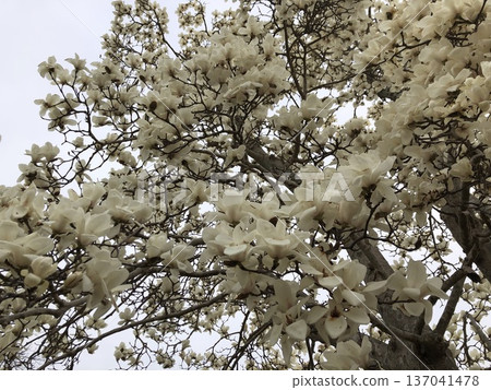 *** Magnolia *** ~ · · Shiraki lotus · ~ 137041478