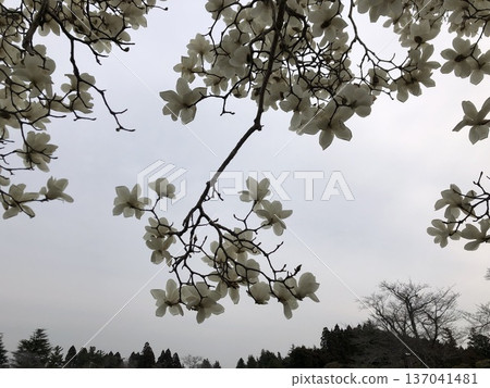 *** Magnolia *** ~ · · Shiraki lotus · ~ 137041481
