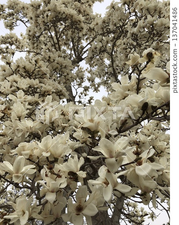 *** Magnolia *** ~ · · Shiraki lotus · ~ 137041486