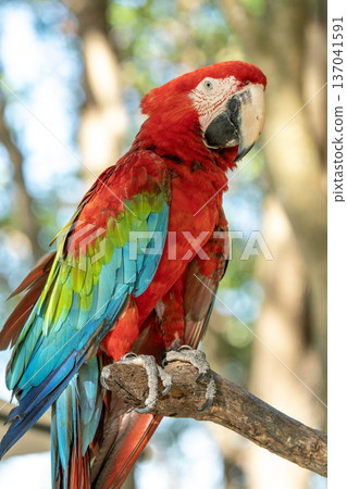 Stunning red and green macaw parrot perched on a textured tree branch. Detailed close-up portrait of a tropical exotic bird with vibrant plumage and sharp beak against a soft blurred background. 137041591