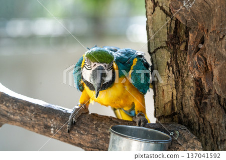 Close-up of a vibrant blue and yellow macaw perched on a tree branch. The exotic parrot looks forward with detailed feathers and a large beak. Natural sunlight and soft blurred background. 137041592