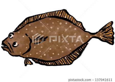 Fresh flounder Japanese style illustration Fresh flounder Japanese style illustration 137041611