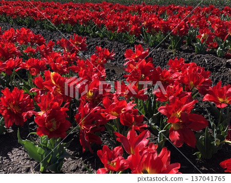 Red tulips・・・⚘・red tulips・⚘・・・ Red tulips・・・⚘・red tulips・⚘・・・ 137041765