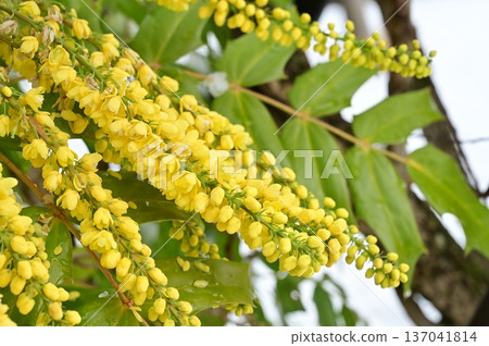 Berberis (Berberidaceae) Mahonia Charity Berberis (Berberidaceae) Mahonia Charity 137041814