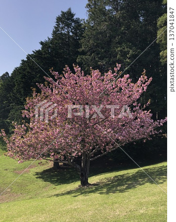 Double cherry tree ⁺＋＊Double=cherry=blossom＊＋⁺ 137041847