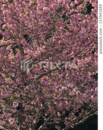 Double cherry tree ⁺+*Double=cherry=blossom*+⁺ Double cherry tree ⁺+*Double=cherry=blossom*+⁺ 137041849