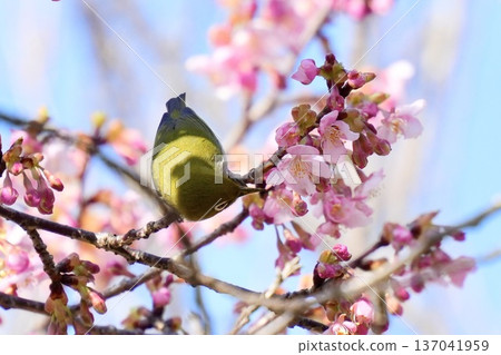 一隻可愛的日本繡眼鳥棲息在盛開的河津櫻花樹上，正在吸食花蜜。 137041959