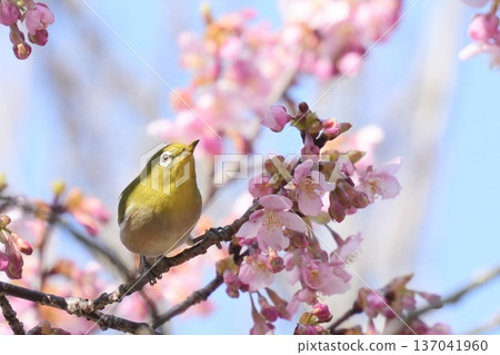 一隻美麗的日本繡眼鳥棲息在河津櫻花樹上。 137041960