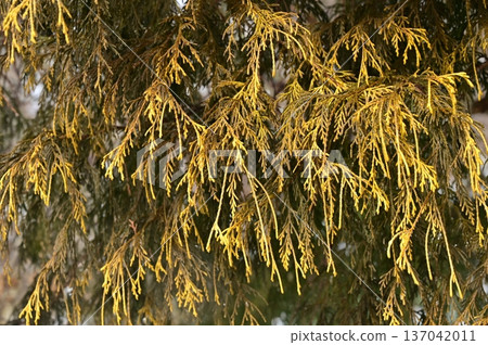 Golden leaves of Sawara (Cupressaceae) Golden leaves of Sawara (Cupressaceae) 137042011