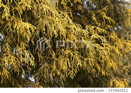 Golden leaves of Sawara (Cupressaceae) Golden leaves of Sawara (Cupressaceae) 137042012