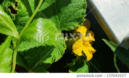 Yellow cucumber flower blooming among green leaves in a balcony container garden. Vegetable plant growing in urban home conditions, summer edible gardening concept. Yellow cucumber flower blooming among green leaves in a balcony container garden. Vegetable plant growing in urban home conditions, summer edible gardening concept. 137042017