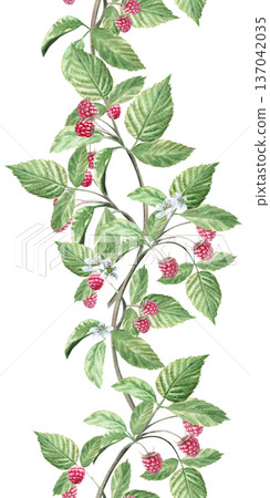 A seamless vertical border with raspberry branches. Isolated watercolor illustration for herbal tea packaging branding, restaurant menus, kitchenware designs, and postcards. A seamless vertical border with raspberry branches. Isolated watercolor illustration for herbal tea packaging branding, restaurant menus, kitchenware designs, and postcards. 137042035