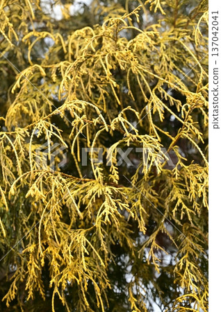 Golden leaves of Sawara (Cupressaceae) 137042041