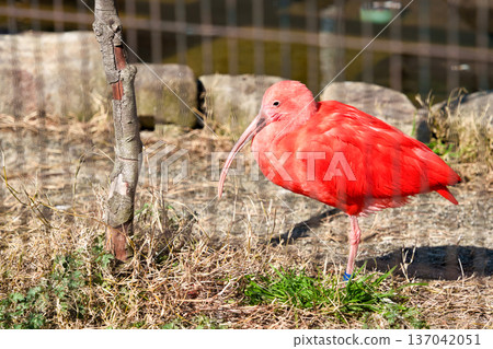 Scarlet Ibis 137042051