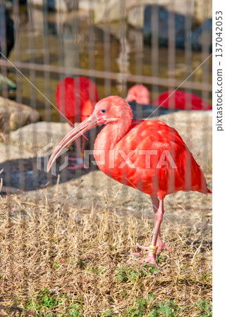 Scarlet Ibis 137042053