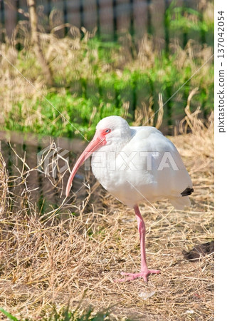 white ibis 137042054