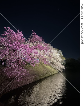 Illuminated pink cherry blossoms Illuminated pink cherry blossoms 137042057