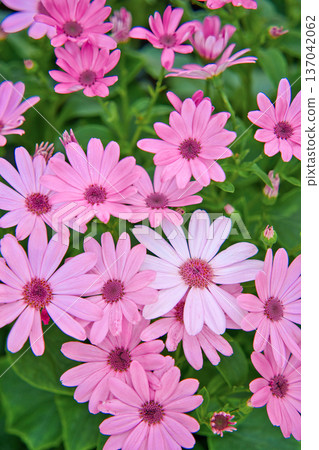 粉紅色的瓜葉菊 粉紅色的瓜葉菊 137042062