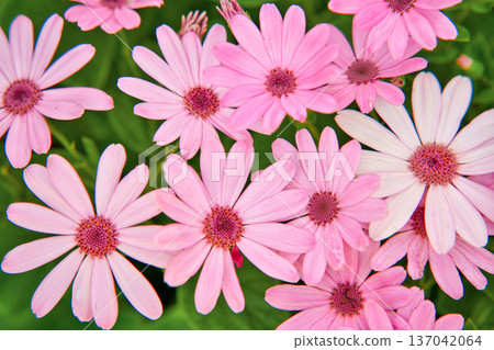 Pink cineraria Pink cineraria 137042064