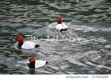 游泳Hoshihajiro 137042094