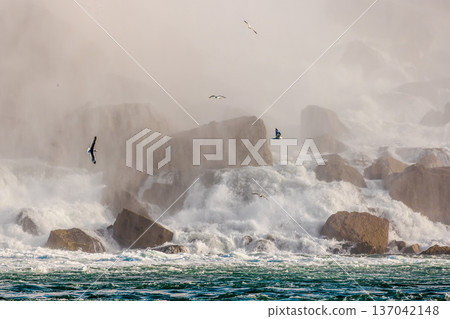 Seagulls flying above turbulent water at Niagara Falls with rocks and mist 137042148