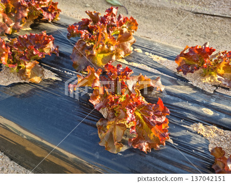 This is a field planted with red lettuce. 137042151