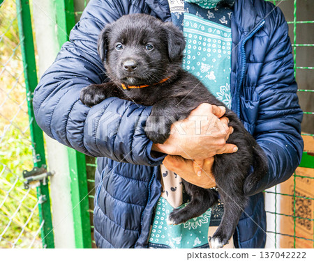 Puppy little dog in hands 137042222