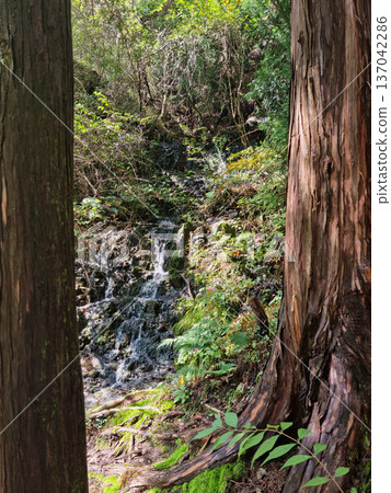 This is a beautiful forest landscape in Korea. This is a beautiful forest landscape in Korea. 137042286