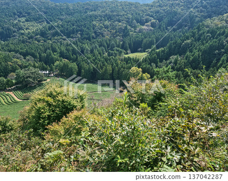 Boseong green tea fields and forest scenery Boseong green tea fields and forest scenery 137042287