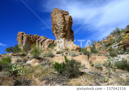 West Border of Tonto National Forest Sonoran Desert Arizona 137042316