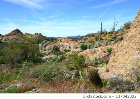 West Border of Tonto National Forest Sonoran Desert Arizona 137042322