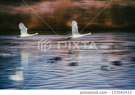 [Panning shot] Swans taking off [Otakaradata Reservoir] 137042415