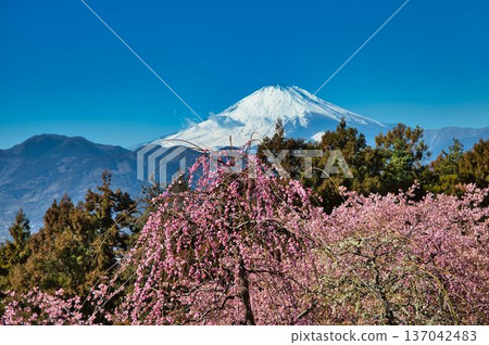 白梅花、紅梅花和富士山的交相輝映 137042483