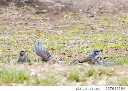 【棕耳鵯】一群棕耳鵯降落到地面覓食 137042564