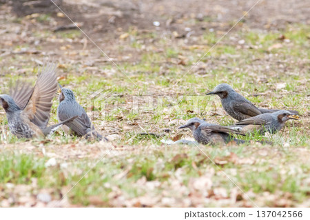 【棕耳鵯】一群棕耳鵯降落到地面覓食 137042566