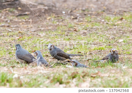 【棕耳鵯】一群棕耳鵯降落到地面覓食 137042568