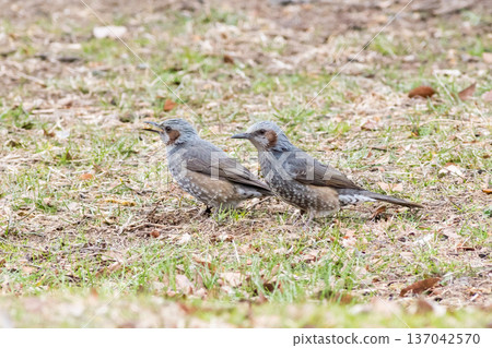 [棕耳鵯] 鵯鳥降落到地面覓食 137042570
