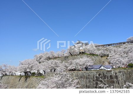 發光在春天藍天的櫻花 發光在春天藍天的櫻花 137042585