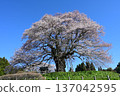 Daigo Sakura 137042595