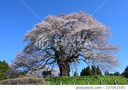 Daigo Sakura 137042595