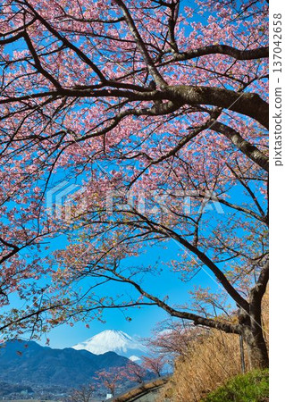 Mount Fuji from the walking trail Mount Fuji from the walking trail 137042658