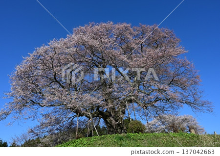 Daigo Sakura 137042663