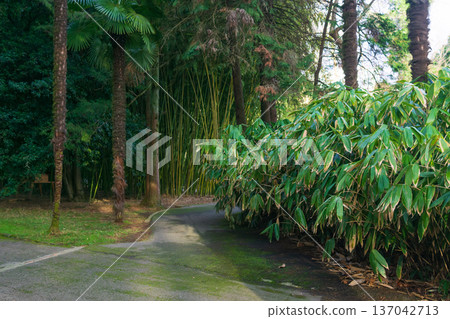 Bamboo grass or broadleaf bamboo in the park. 137042713