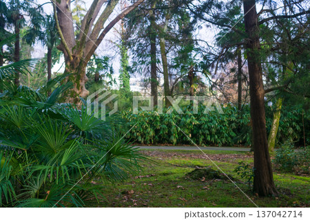 Tropical garden with palm trees and green grass. Nature background Tropical garden with palm trees and green grass. Nature background 137042714