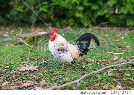 Rooster on the grass in the village. Rooster on the grass in the village. 137042724